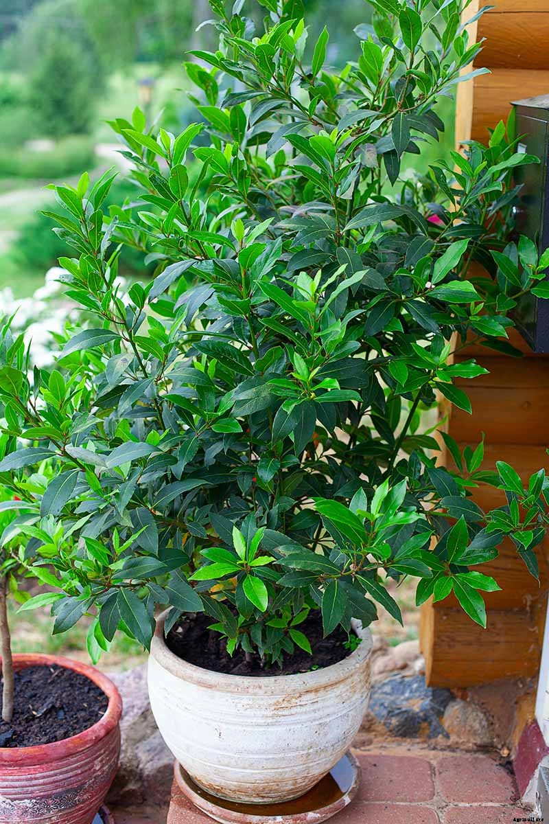 How to Transplant a Bay Laurel Tree