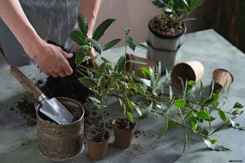 How to Transplant a Bay Laurel Tree