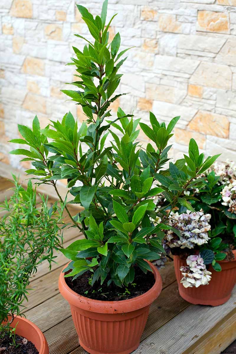 How to Transplant a Bay Laurel Tree