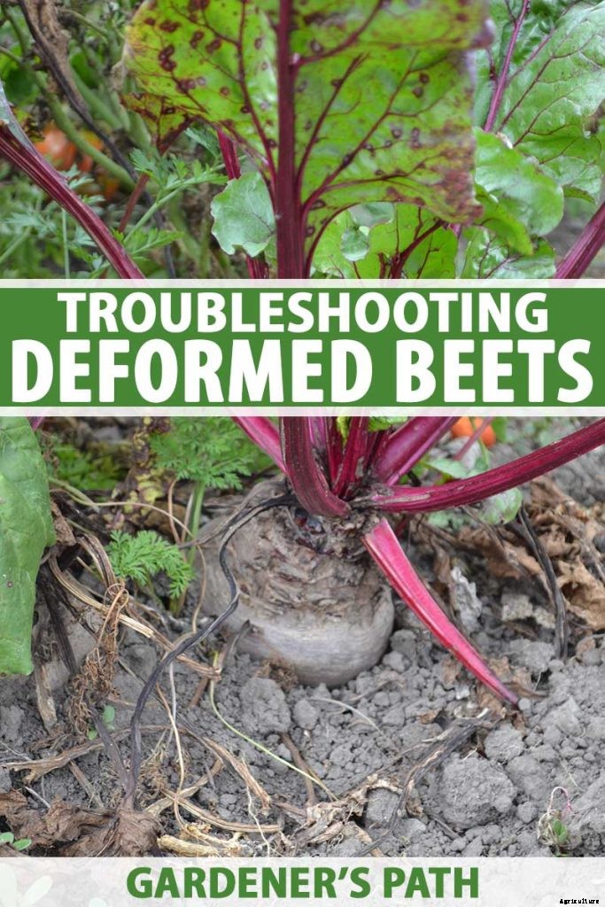 Troubleshooting Deformed Beets and Reasons Why Beets Are Too Small
