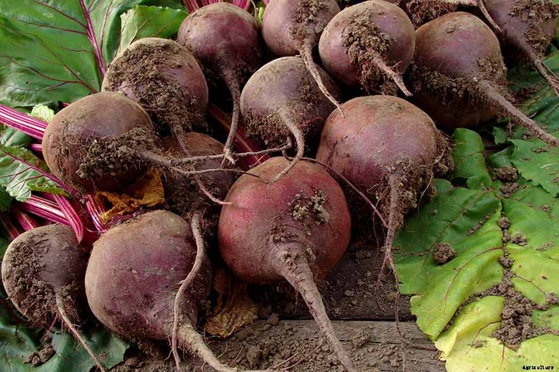 Troubleshooting Deformed Beets and Reasons Why Beets Are Too Small
