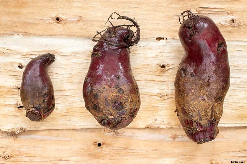 Troubleshooting Deformed Beets and Reasons Why Beets Are Too Small