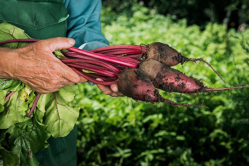 Troubleshooting Deformed Beets and Reasons Why Beets Are Too Small