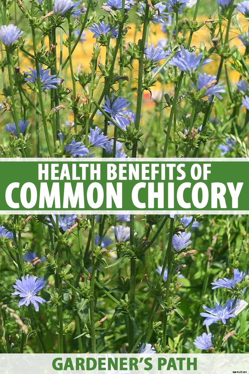 Chicory Health Benefits and Uses
