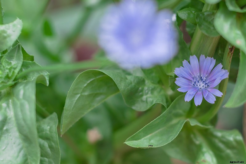 Chicory Health Benefits and Uses
