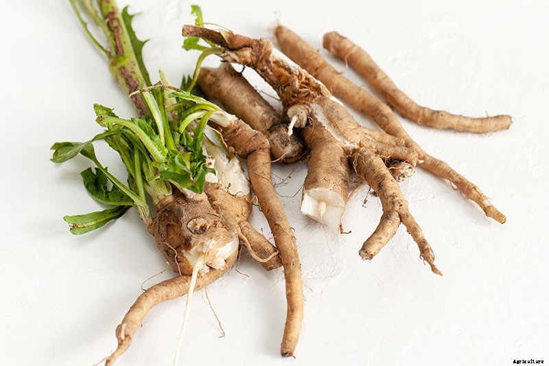 Chicory Health Benefits and Uses