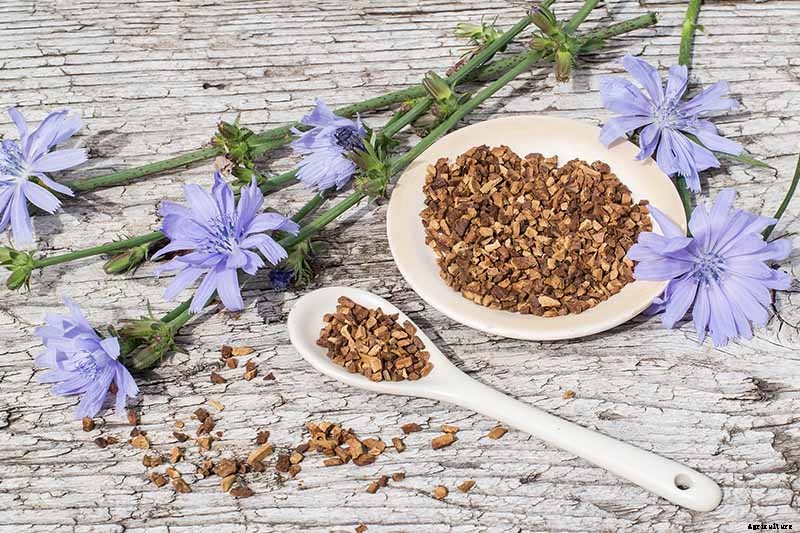 Chicory Health Benefits and Uses
