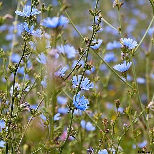 Chicory Health Benefits and Uses