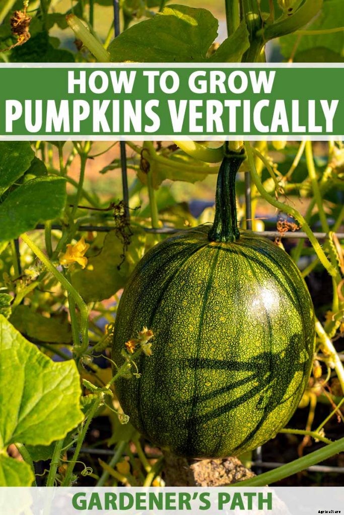 How to Train Pumpkins to Grow on a Trellis