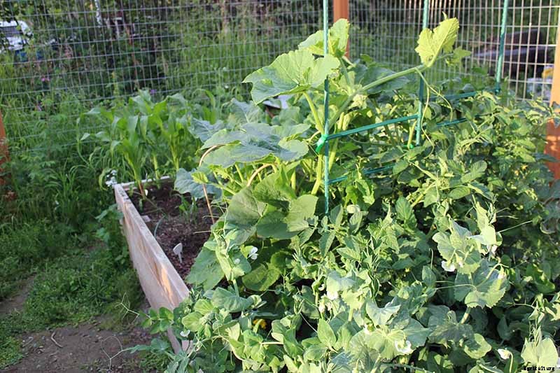 How to Train Pumpkins to Grow on a Trellis
