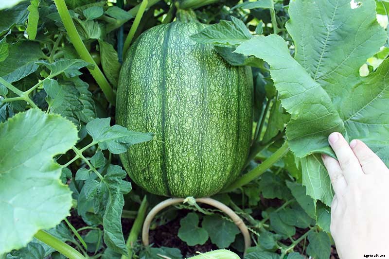 How to Train Pumpkins to Grow on a Trellis