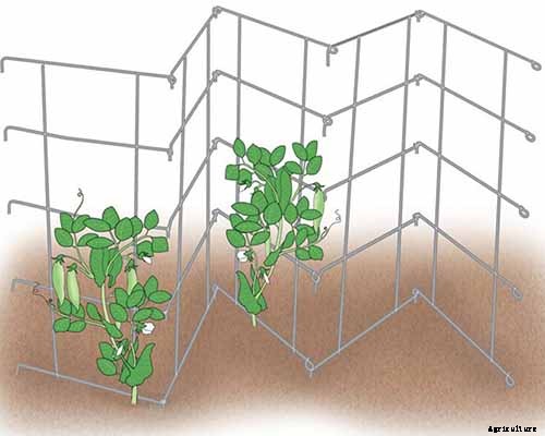 How to Train Pumpkins to Grow on a Trellis