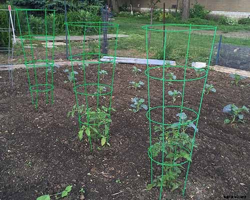 How to Train Pumpkins to Grow on a Trellis