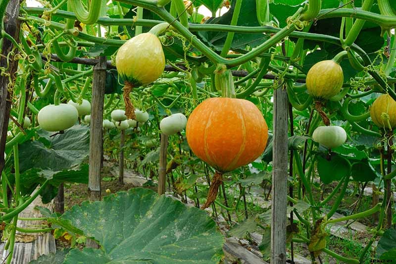 How to Train Pumpkins to Grow on a Trellis
