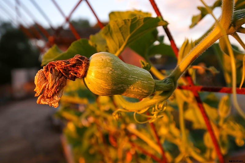 How to Train Pumpkins to Grow on a Trellis