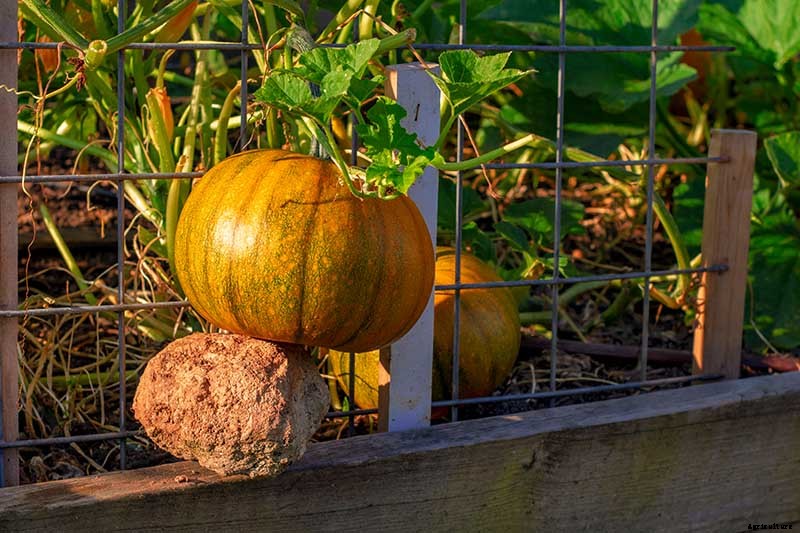 How to Train Pumpkins to Grow on a Trellis