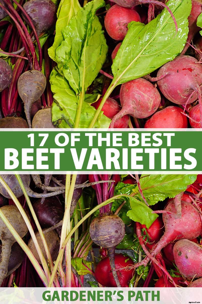 Top 17 Beet Varieties to Plant This Season