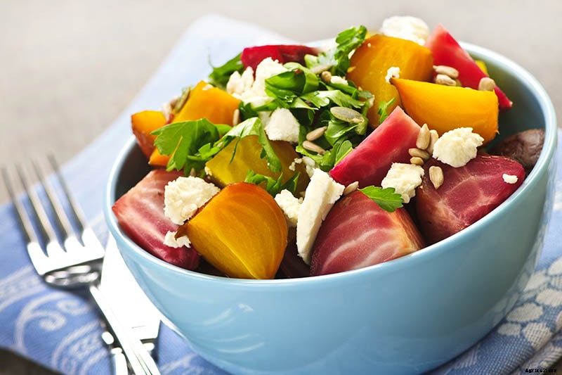 Top 17 Beet Varieties to Plant This Season