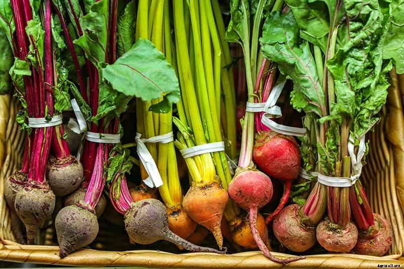 Top 17 Beet Varieties to Plant This Season