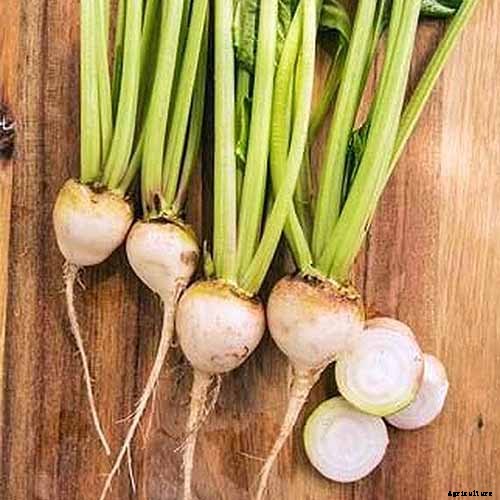 Top 17 Beet Varieties to Plant This Season