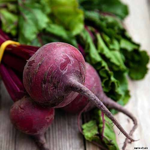 Top 17 Beet Varieties to Plant This Season