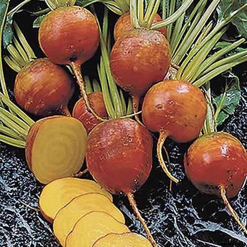 Top 17 Beet Varieties to Plant This Season