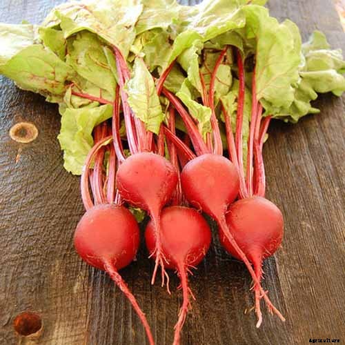 Top 17 Beet Varieties to Plant This Season