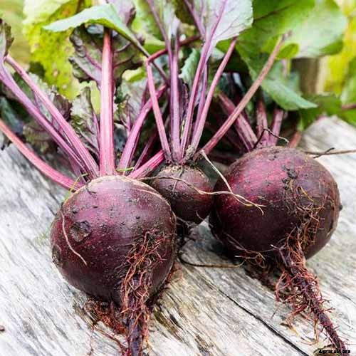 Top 17 Beet Varieties to Plant This Season