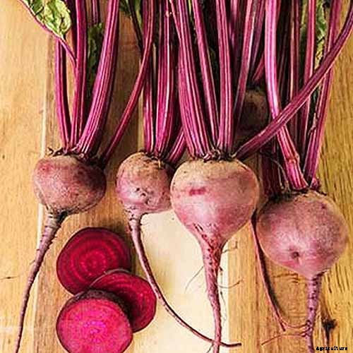 Top 17 Beet Varieties to Plant This Season