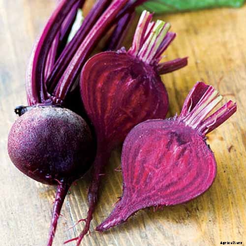 Top 17 Beet Varieties to Plant This Season