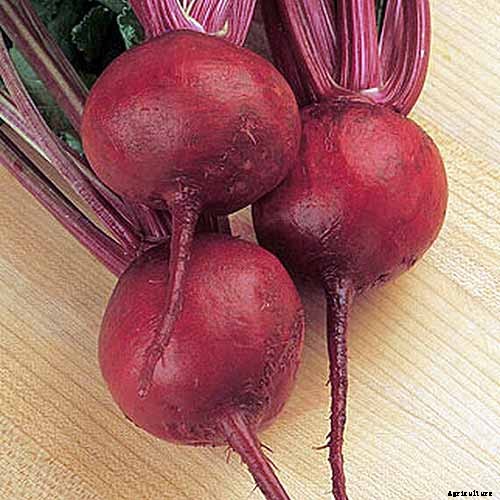 Top 17 Beet Varieties to Plant This Season
