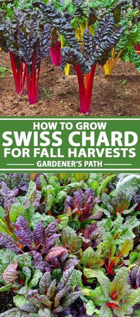 How to Grow Swiss Chard for Fall Harvests