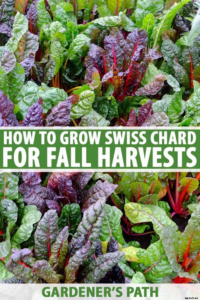 How to Grow Swiss Chard for Fall Harvests