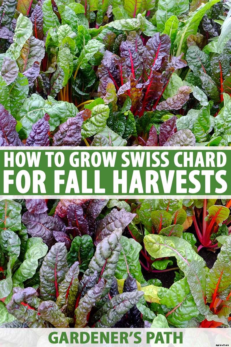How to Grow Swiss Chard for Fall Harvests