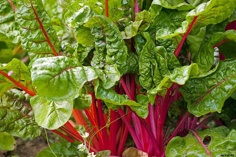 How to Grow Swiss Chard for Fall Harvests