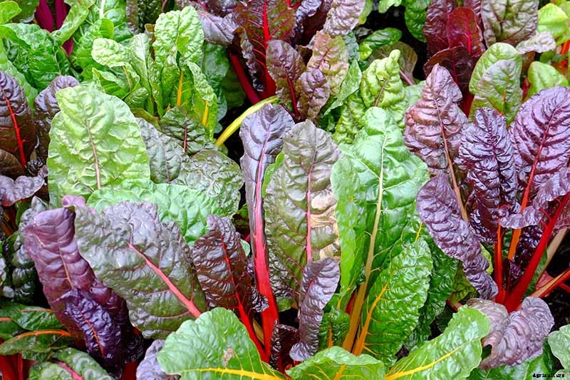 How to Grow Swiss Chard for Fall Harvests