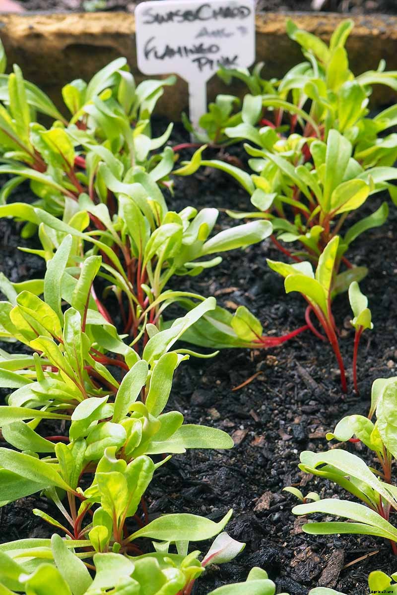How to Grow Swiss Chard for Fall Harvests