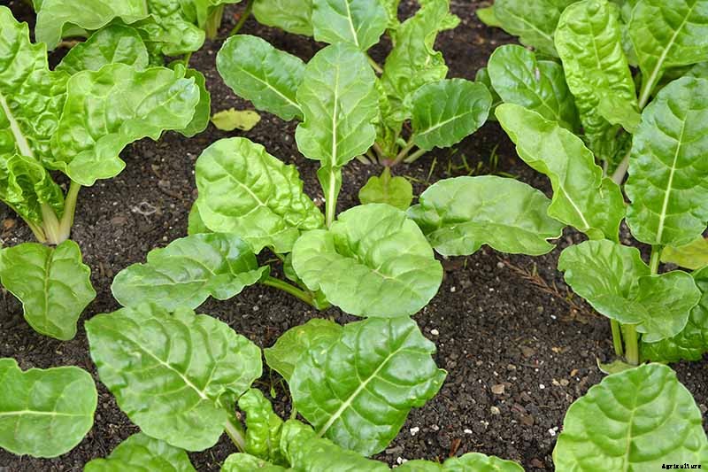 How to Grow Swiss Chard for Fall Harvests