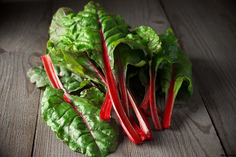 How to Grow Swiss Chard for Fall Harvests