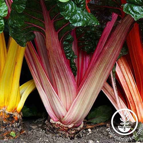 How to Grow Swiss Chard for Fall Harvests