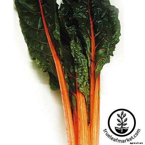 How to Grow Swiss Chard for Fall Harvests