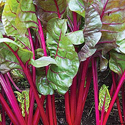 How to Grow Swiss Chard for Fall Harvests