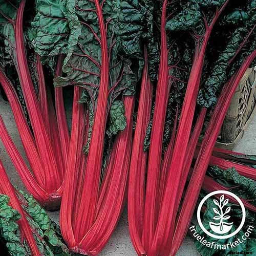 How to Grow Swiss Chard for Fall Harvests