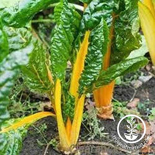 How to Grow Swiss Chard for Fall Harvests