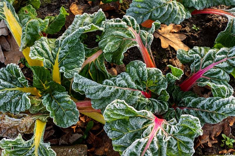 How to Grow Swiss Chard for Fall Harvests