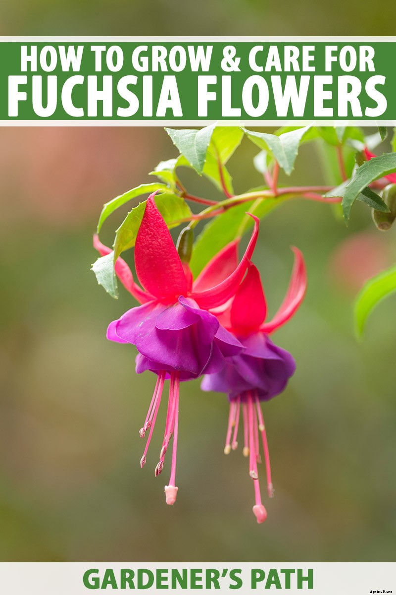 How to Grow Fabulous Fuchsia