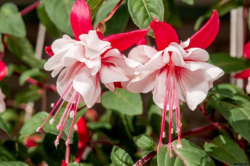 How to Grow Fabulous Fuchsia