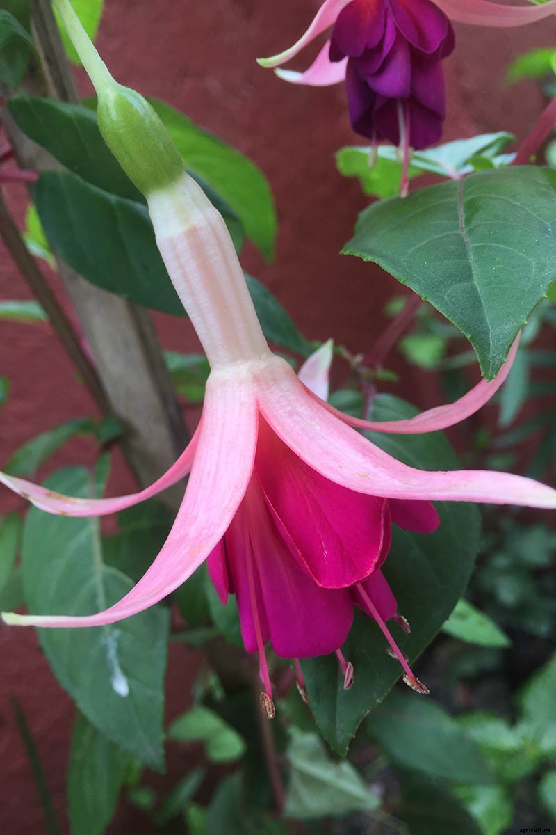 How to Grow Fabulous Fuchsia