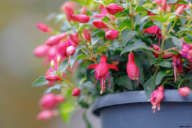 How to Grow Fabulous Fuchsia