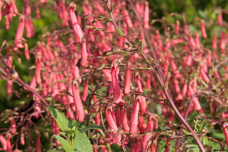 How to Grow Fabulous Fuchsia
